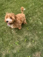 Teddy, a male Irish Doodle for sale in Huntington, NY – 10 of 10