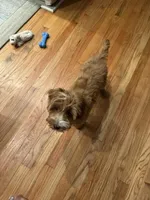 Teddy, a male Irish Doodle for sale in Huntington, NY – 4 of 10