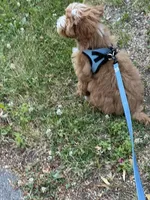 Teddy, a male Irish Doodle for sale in Huntington, NY – 8 of 10