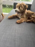 Teddy, a male Irish Doodle for sale in Huntington, NY – 5 of 10