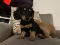 Lover, a female Miniature Dachshund for sale in Naples, FL – Photo 3 of 4