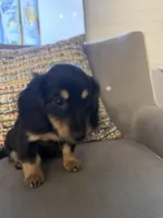 Lover, a female Miniature Dachshund for sale in Naples, FL – Photo 2 of 4