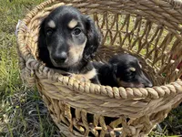Boy 2 Mack, a male Miniature Dachshund for sale in Naples, FL – Photo 2 of 4