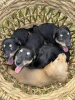 Boy 2 Mack, a male Miniature Dachshund for sale in Naples, FL – Photo 4 of 4