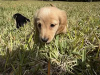 Little Bear, a female Miniature Dachshund for sale in Naples, FL – Photo 4 of 7