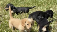 Little Bear, a female Miniature Dachshund for sale in Naples, FL – Photo 2 of 7
