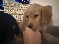 Little Bear, a female Miniature Dachshund for sale in Naples, FL – Photo 5 of 7