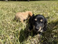 Male 1 Frankie, a male Miniature Dachshund for sale in Naples, FL – Photo 4 of 5