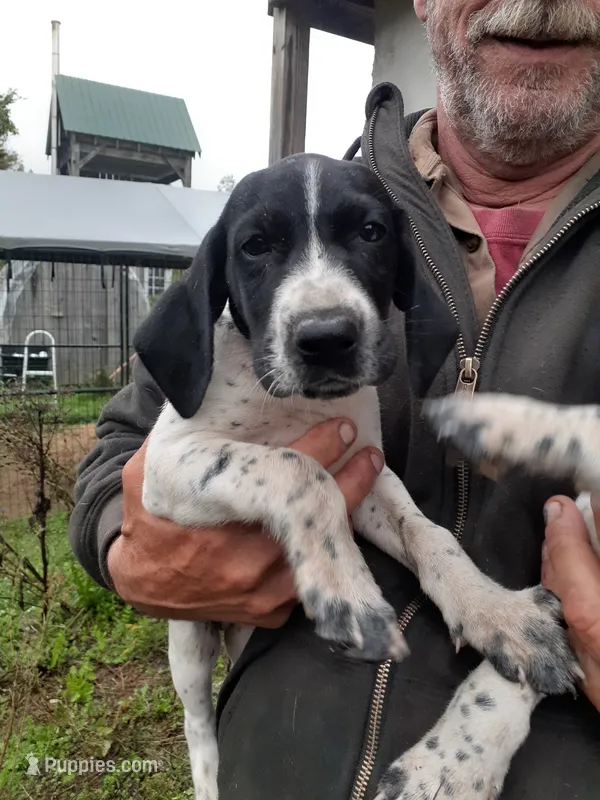 Female – German Shorthaired Pointer puppy for sale in Delanson, NY