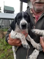 Female, a female German Shorthaired Pointer for sale in Delanson, NY – 1 of 2
