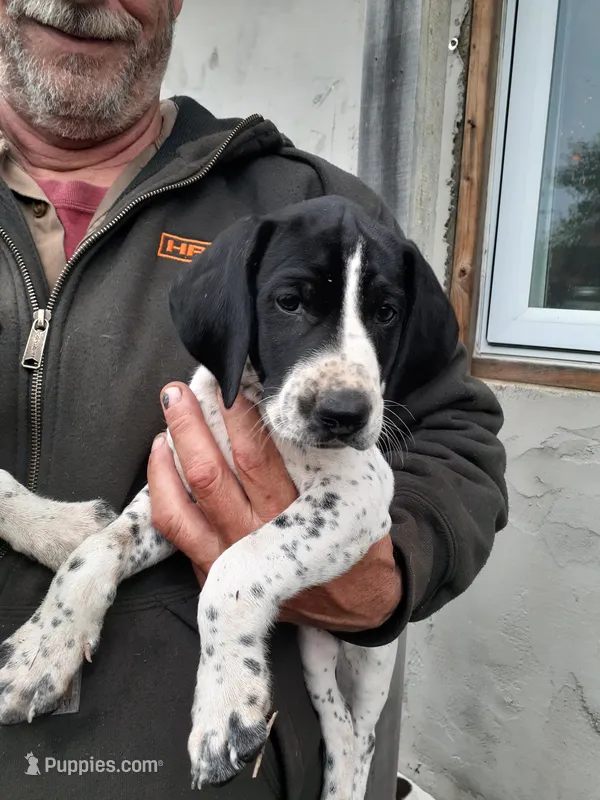 Betty – German Shorthaired Pointer puppy for sale in Delanson, NY