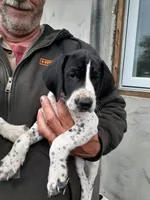 Betty, a female German Shorthaired Pointer for sale in Delanson, NY – 1 of 2