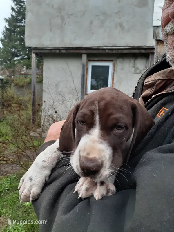 Leroy – German Shorthaired Pointer puppy for sale in Delanson, NY