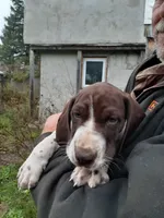 Leroy, a male German Shorthaired Pointer for sale in Delanson, NY – 1 of 2