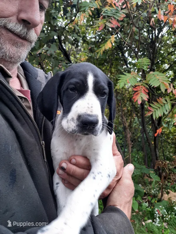 Jake – German Shorthaired Pointer puppy for sale in Delanson, NY