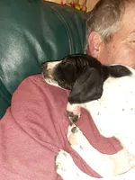 Male 3, a male German Shorthaired Pointer for sale in Delanson, NY – 2 of 3