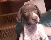Rufus, a male German Shorthaired Pointer for sale in Delanson, NY – 2 of 4