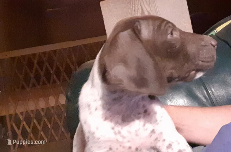 Rufus – German Shorthaired Pointer puppy for sale in Delanson, NY