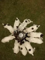 Male 3, a male German Shorthaired Pointer for sale in Delanson, NY – 3 of 3