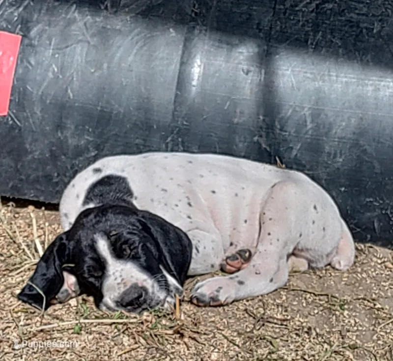 Male 3 – German Shorthaired Pointer puppy for sale in Delanson, NY