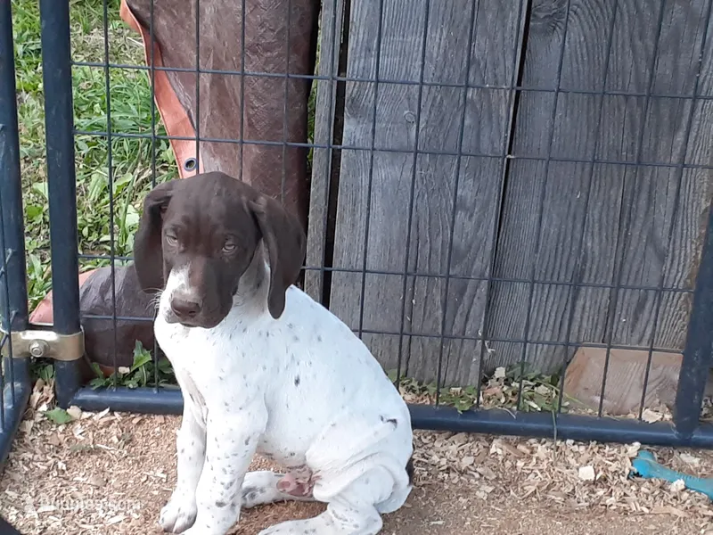 Rufus – German Shorthaired Pointer puppy for sale in Delanson, NY