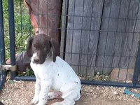 Rufus, a male German Shorthaired Pointer for sale in Delanson, NY – 1 of 4