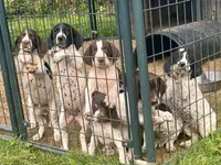 Jake, a male German Shorthaired Pointer for sale in Delanson, NY – 2 of 3