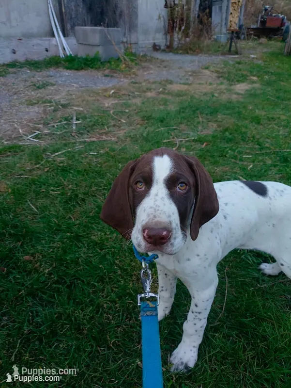 Frank – German Shorthaired Pointer puppy for sale in Delanson, NY