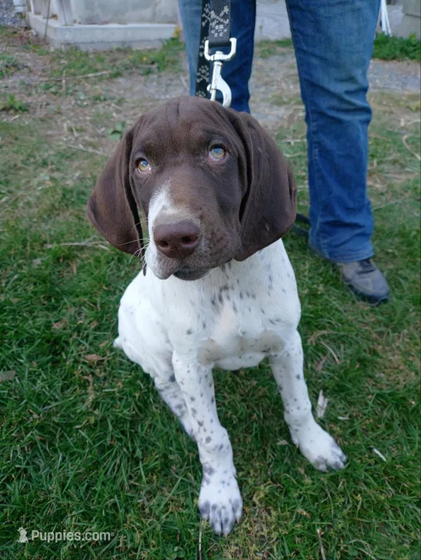 Rufus – German Shorthaired Pointer puppy for sale in Delanson, NY