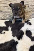 Blue, a male French Bulldog for sale in Long Beach, CA – 2 of 6