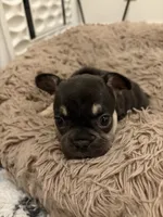 Yellow , a female French Bulldog for sale in Long Beach, CA – 3 of 5