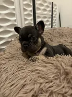 Green, a male French Bulldog for sale in Long Beach, CA – 4 of 4
