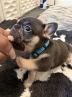 Blue, a male French Bulldog for sale in Long Beach, CA – 3 of 6