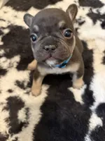 Blue, a male French Bulldog for sale in Long Beach, CA – 4 of 6