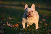 White, a female French Bulldog for sale in Long Beach, CA – 5 of 6