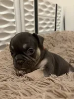 Red, a female French Bulldog for sale in Long Beach, CA – 3 of 4