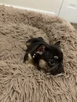 White, a female French Bulldog for sale in Long Beach, CA – 3 of 6