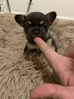 White, a female French Bulldog for sale in Long Beach, CA – 2 of 6