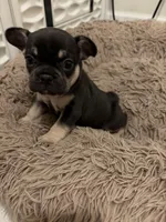 Yellow , a female French Bulldog for sale in Long Beach, CA – 4 of 5