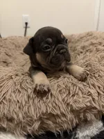Red, a female French Bulldog for sale in Long Beach, CA – 2 of 4