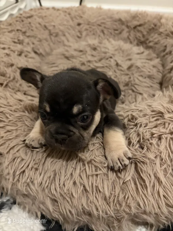 White – French Bulldog puppy for sale in Long Beach, CA