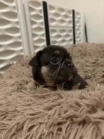 Red, a female French Bulldog for sale in Long Beach, CA – 4 of 4