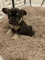 Yellow , a female French Bulldog for sale in Long Beach, CA – 2 of 5