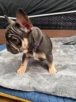 Purple, a female French Bulldog for sale in Long Beach, CA – Photo 4 of 5