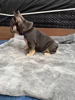 Purple, a female French Bulldog for sale in Long Beach, CA – Photo 2 of 5