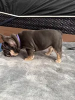 Purple, a female French Bulldog for sale in Long Beach, CA – Photo 3 of 5