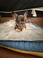 Purple, a female French Bulldog for sale in Long Beach, CA – Photo 5 of 5