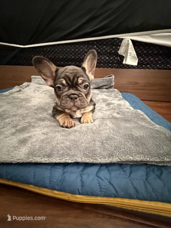 Purple, a female French Bulldog for sale in Long Beach, CA – Photo 1 of 5