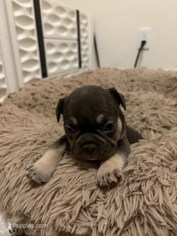 Red – French Bulldog puppy for sale in Long Beach, CA