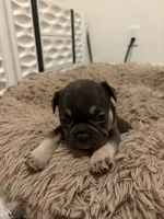 Red, a female French Bulldog for sale in Long Beach, CA – 1 of 4